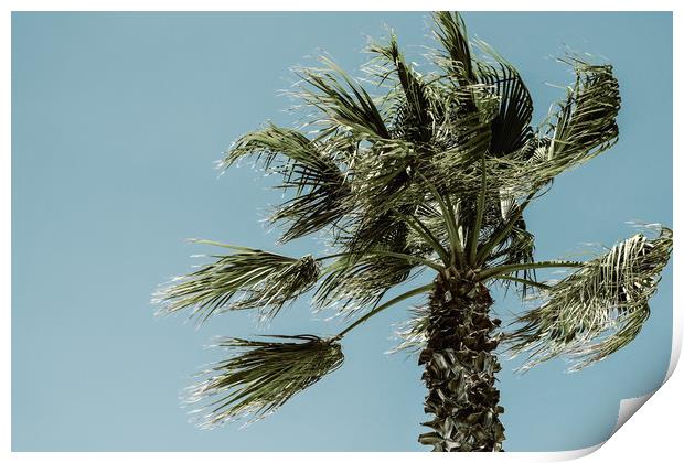 Green Palm Trees On Clear Blue Sky Print by Radu Bercan