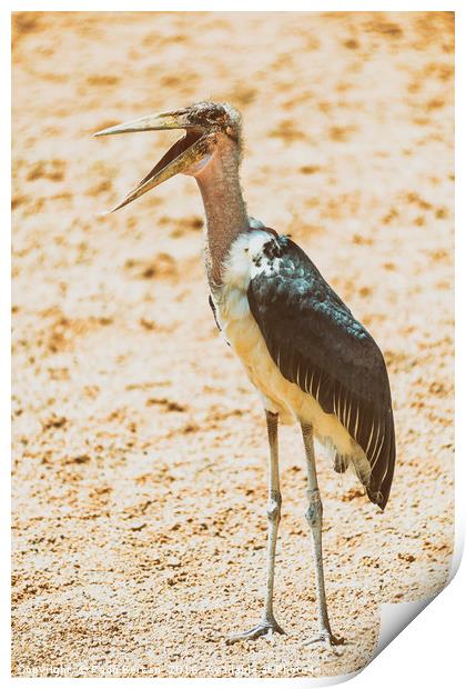 Marabou Stork Bird In Africa Print by Radu Bercan