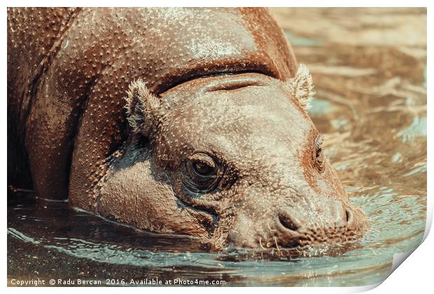 Common Hippopotamus (Hippopotamus Amphibius) In Af Print by Radu Bercan