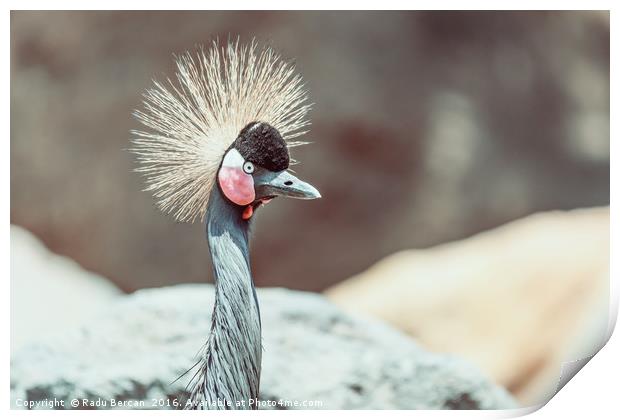 Black Crowned Crane (Balearica Pavonina) Bird Print by Radu Bercan