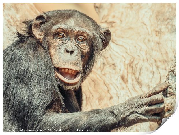 African Chimpanzee In Tree Portrait Print by Radu Bercan