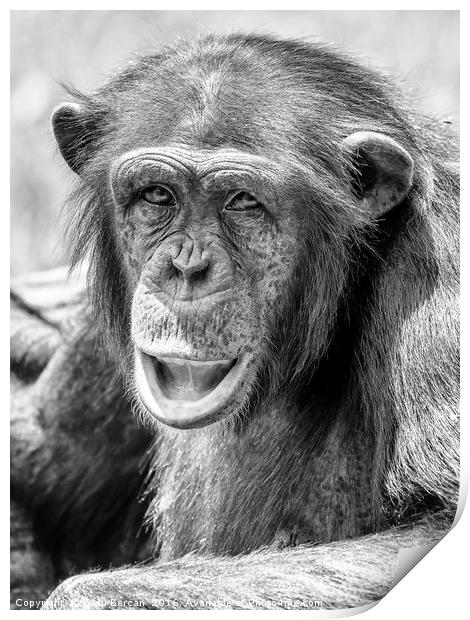 African Chimpanzee Portrait Print by Radu Bercan