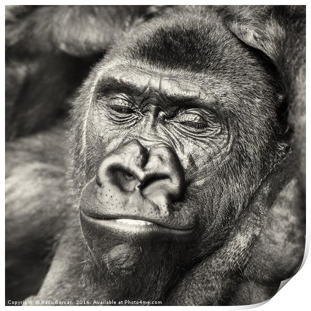 Black Gorilla Portrait Print by Radu Bercan