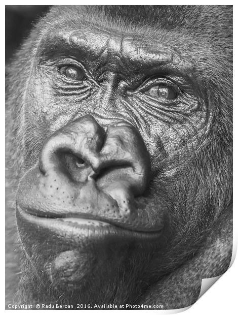 Black Gorilla Portrait Print by Radu Bercan