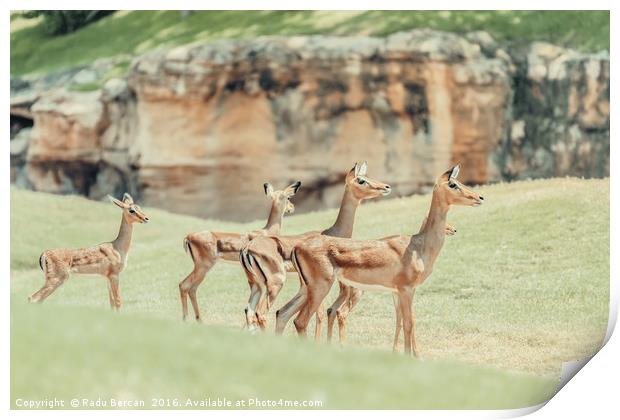 African Impala (Aepyceros Melampus) Antelope Print by Radu Bercan