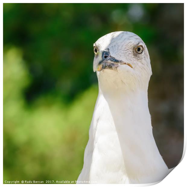 Funny White Seagull Bird Portrait Print by Radu Bercan