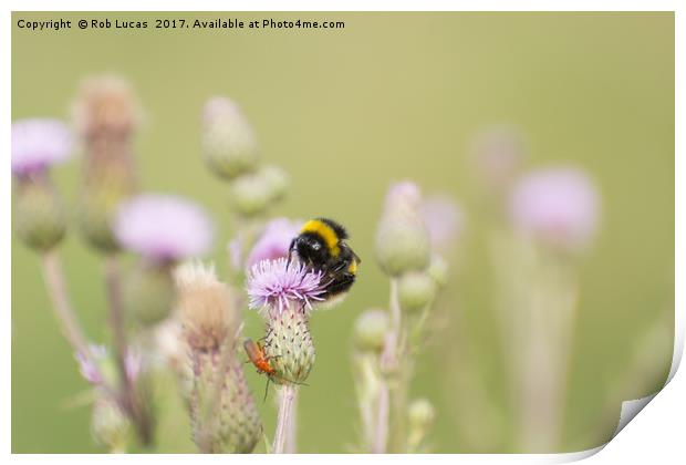 Feeding on Clover Print by Rob Lucas