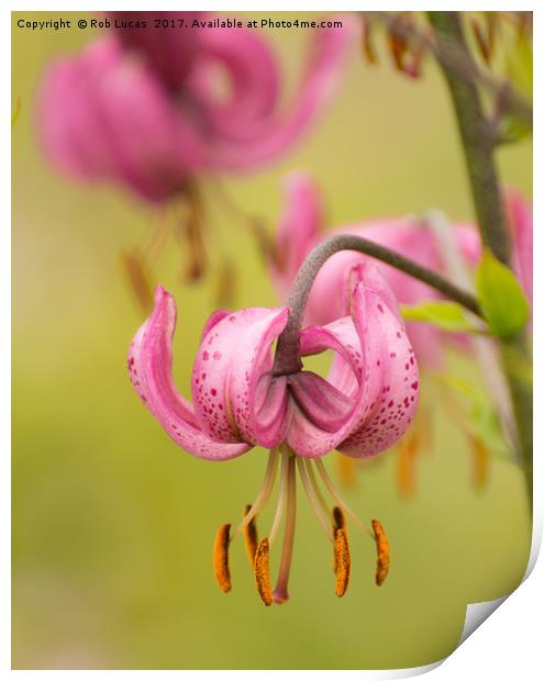 Pink Lilly Print by Rob Lucas