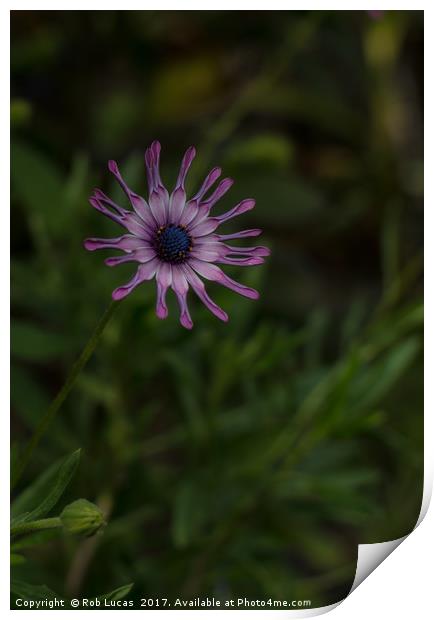 The blue eyed daisy Print by Rob Lucas