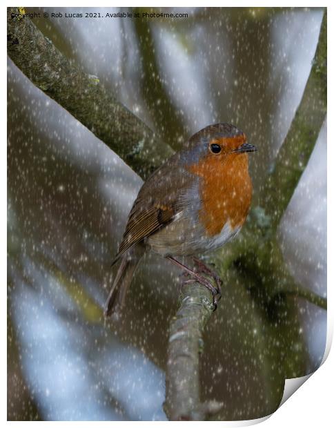 Robin in snow Print by Rob Lucas