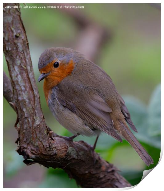 European robin Print by Rob Lucas