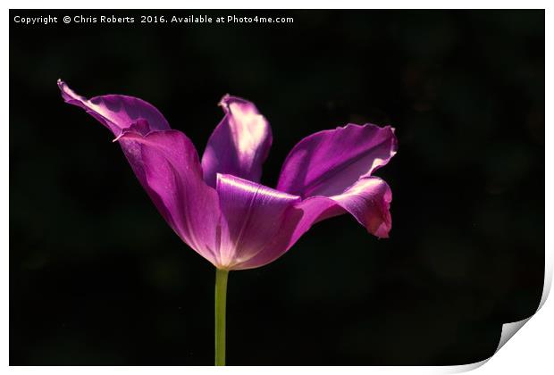 Single Purple Flower Print by Chris Roberts