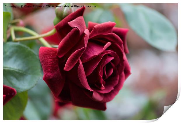 Beautiful Red Rose Print by Chris Roberts
