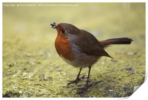 Early Bird Catches the ..... Insect Print by Chris Roberts