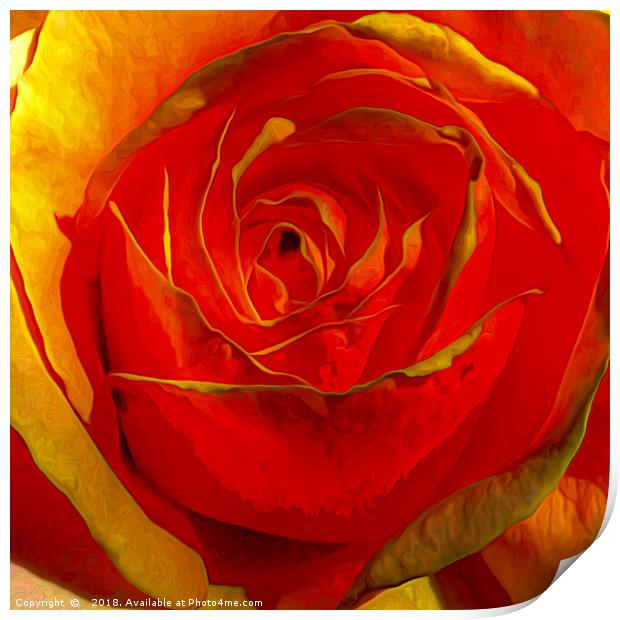Bursting Radiance of Amber Rose Print by Catchavista 
