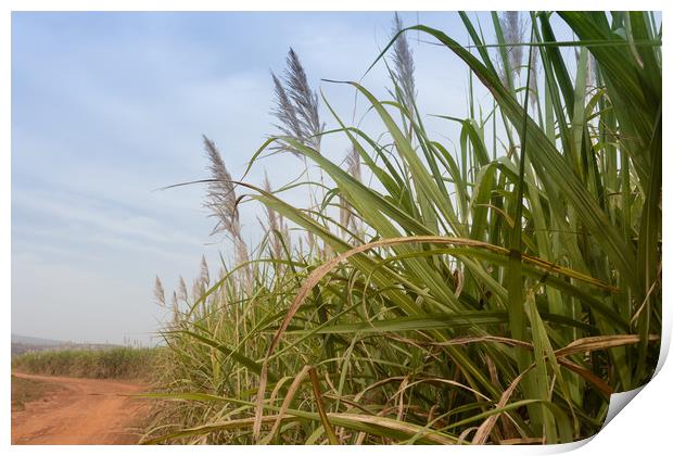 Sugarcane, Burkina Faso Print by Massimo Lama