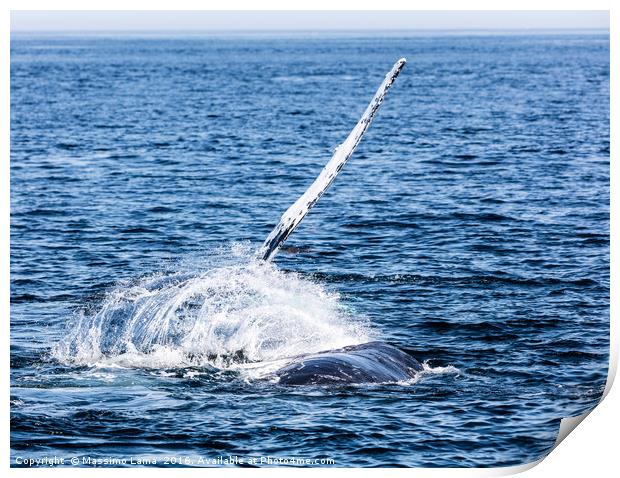 Whale, cape cod Print by Massimo Lama