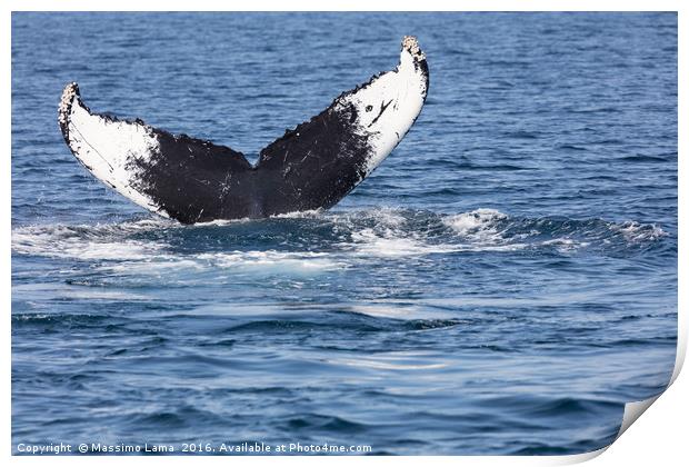 Tail of Whale, Cape Cod Print by Massimo Lama