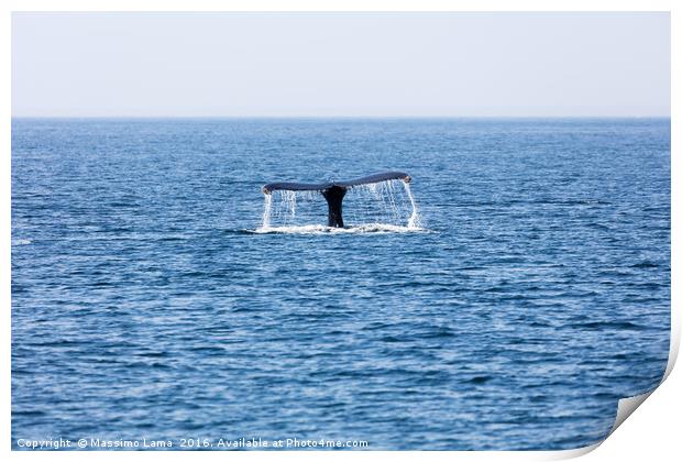 Tail of Whale, Cape Cod Print by Massimo Lama
