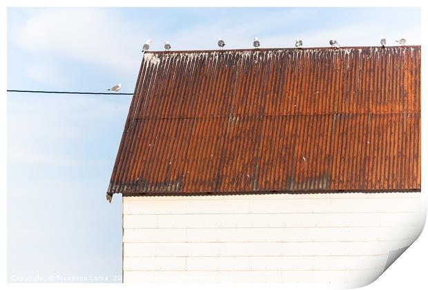 Seagulls on a roof Print by Massimo Lama