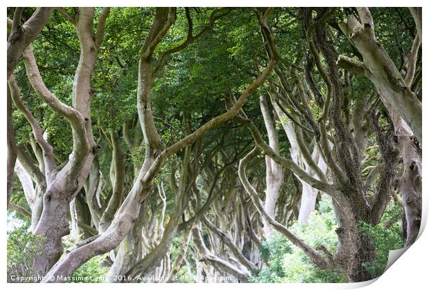 Magical forest, Northern Ireland Print by Massimo Lama
