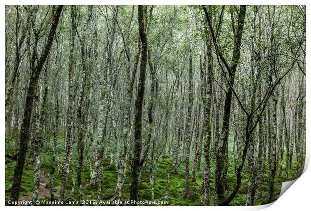 Forest trees. , Ireland Print by Massimo Lama