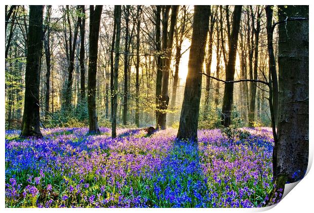 Bluebells at Micheldever Print by Julian Paynter