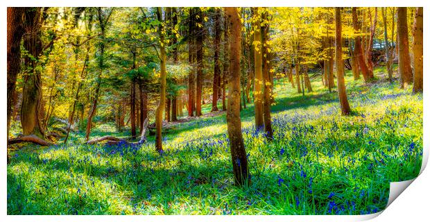 Bluebell woods Print by Kevin Elias