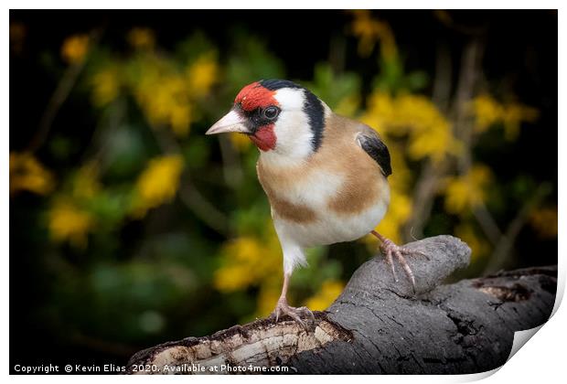 GOLDFINCH Print by Kevin Elias