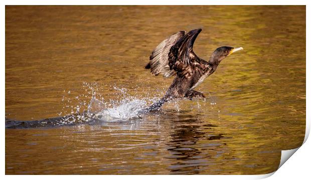 Cormorant Print by Kevin Elias