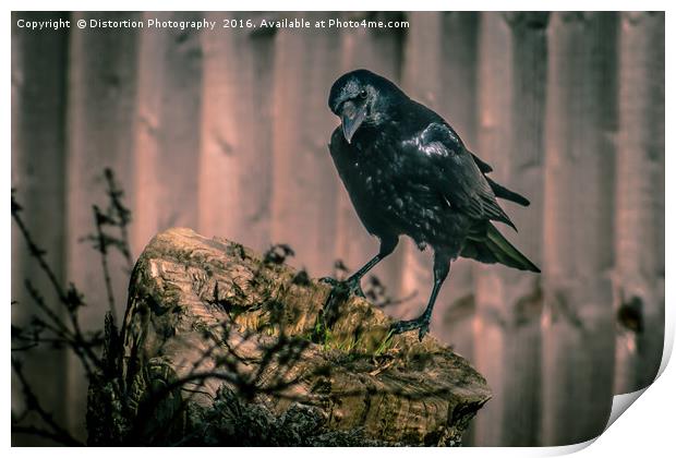 Crow Print by Distortion Photography