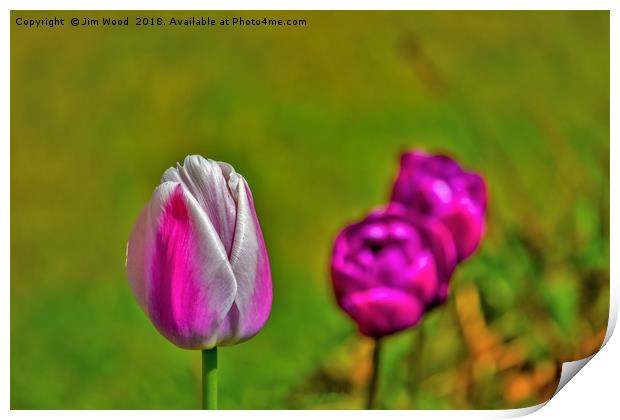 Tulips in the park. Print by Jim Wood