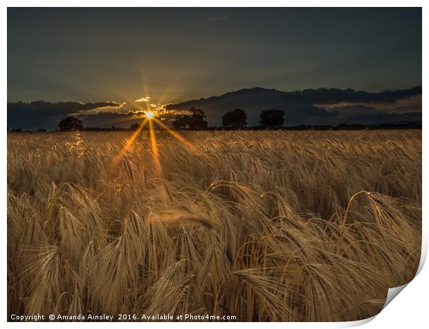 Golden Harvest Print by AMANDA AINSLEY