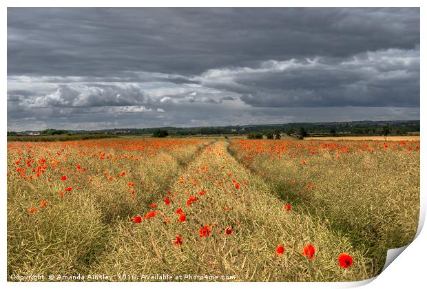 Storm Clouds over Poppies Print by AMANDA AINSLEY
