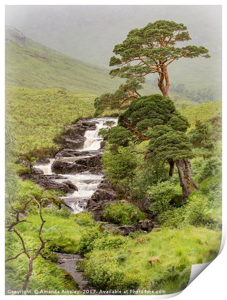 Caledonian Scots Pines of Cona Glen Print by AMANDA AINSLEY