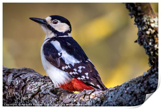 Great Spotted Woodpecker  Print by AMANDA AINSLEY
