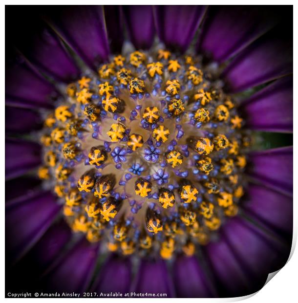 Osteospermum in Macro Print by AMANDA AINSLEY