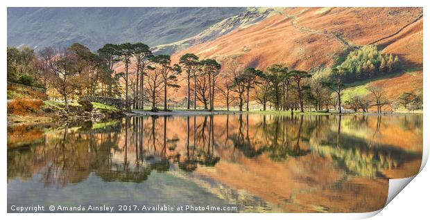 Buttermere Pines Print by AMANDA AINSLEY