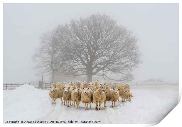 Winter Woolies Print by AMANDA AINSLEY