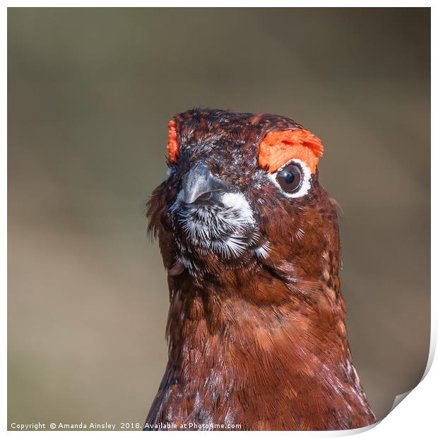 Majestic Red Grouse of the Moorland Print by AMANDA AINSLEY