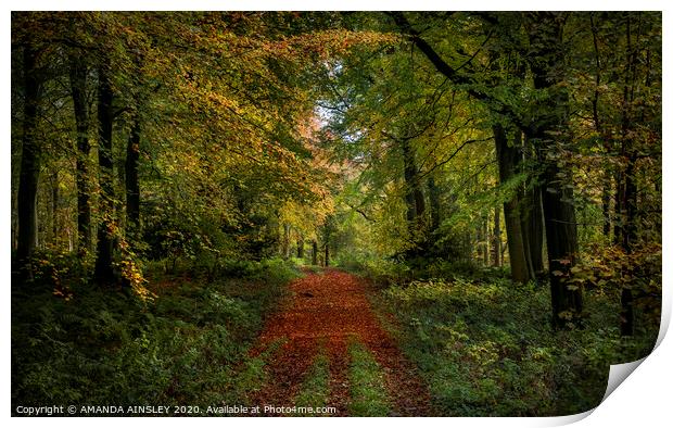 Vibrant Autumn Woodland Print by AMANDA AINSLEY