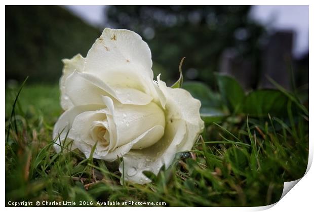 A White Rose Print by Charles Little