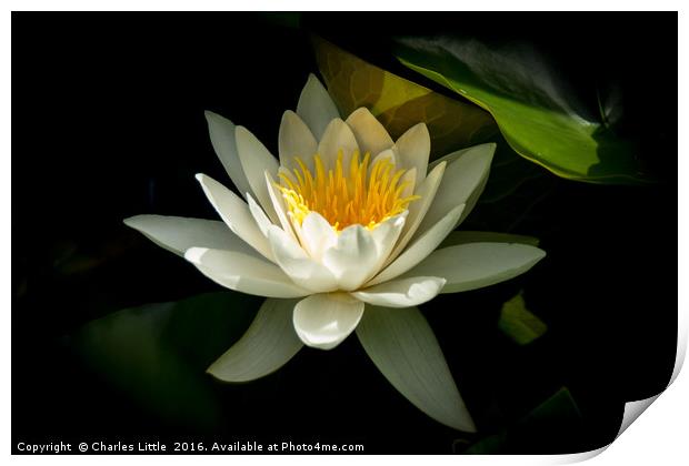 White Lotus Flower Print by Charles Little