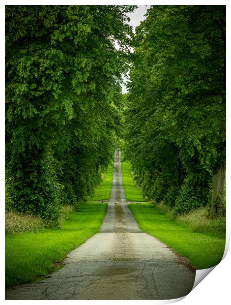 Tree Lined Driveway Print by Charles Little