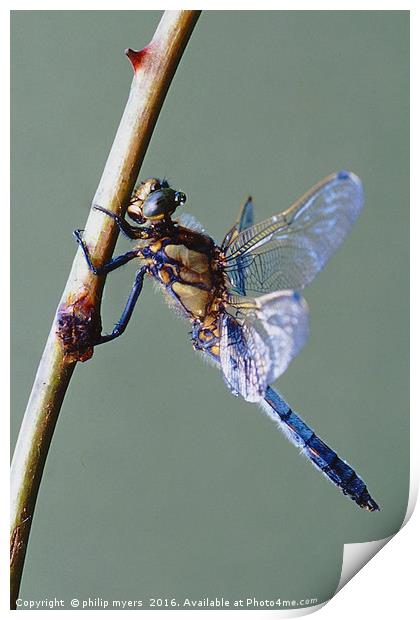 Black Tailed Skimmer dragonfly Print by philip myers