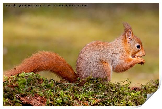 Red Squirrel Print by Stephen Lipton