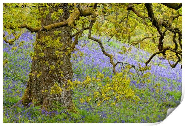 Bluebell Meadow, The Trossachs, Scotland Print by Stephen Lipton