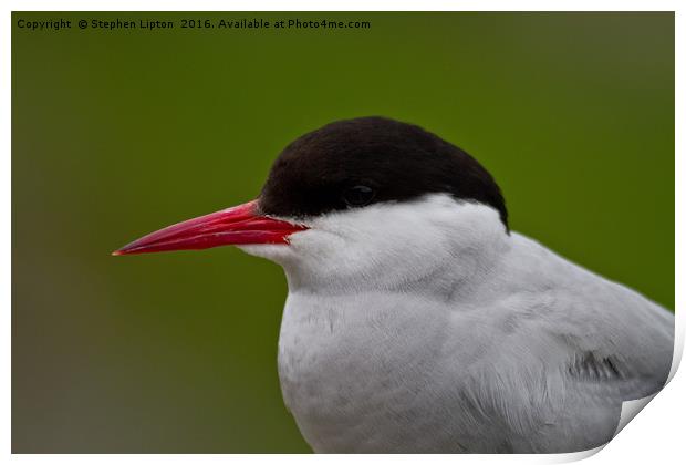 Arctic Tern Print by Stephen Lipton