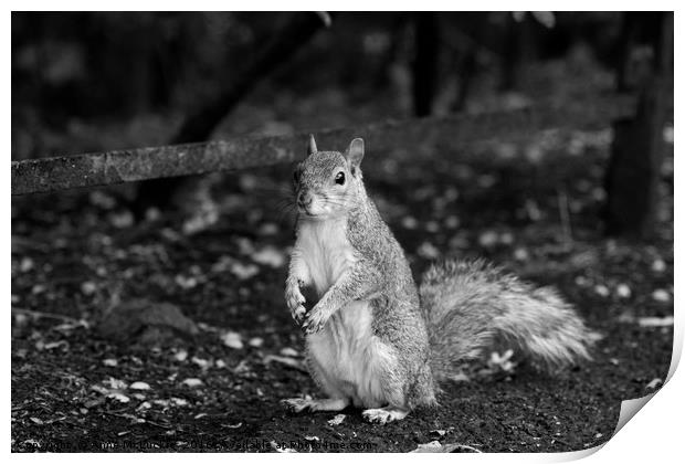 Posing Squirrel Print by Anne McLuckie
