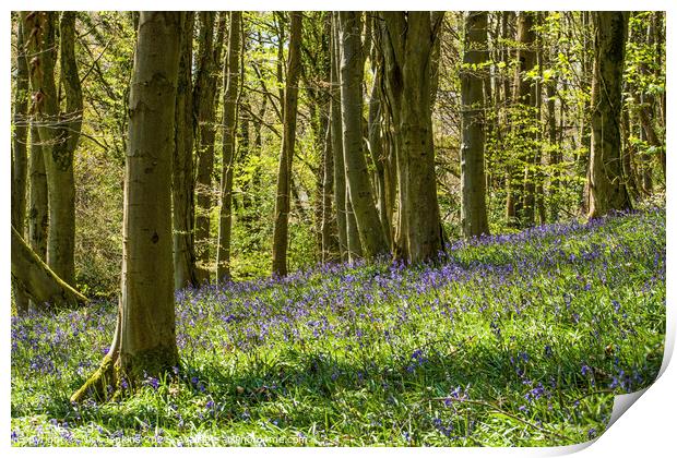 The Bluebell Woods at Coed Cefn in the Brecon Beac Print by Nick Jenkins